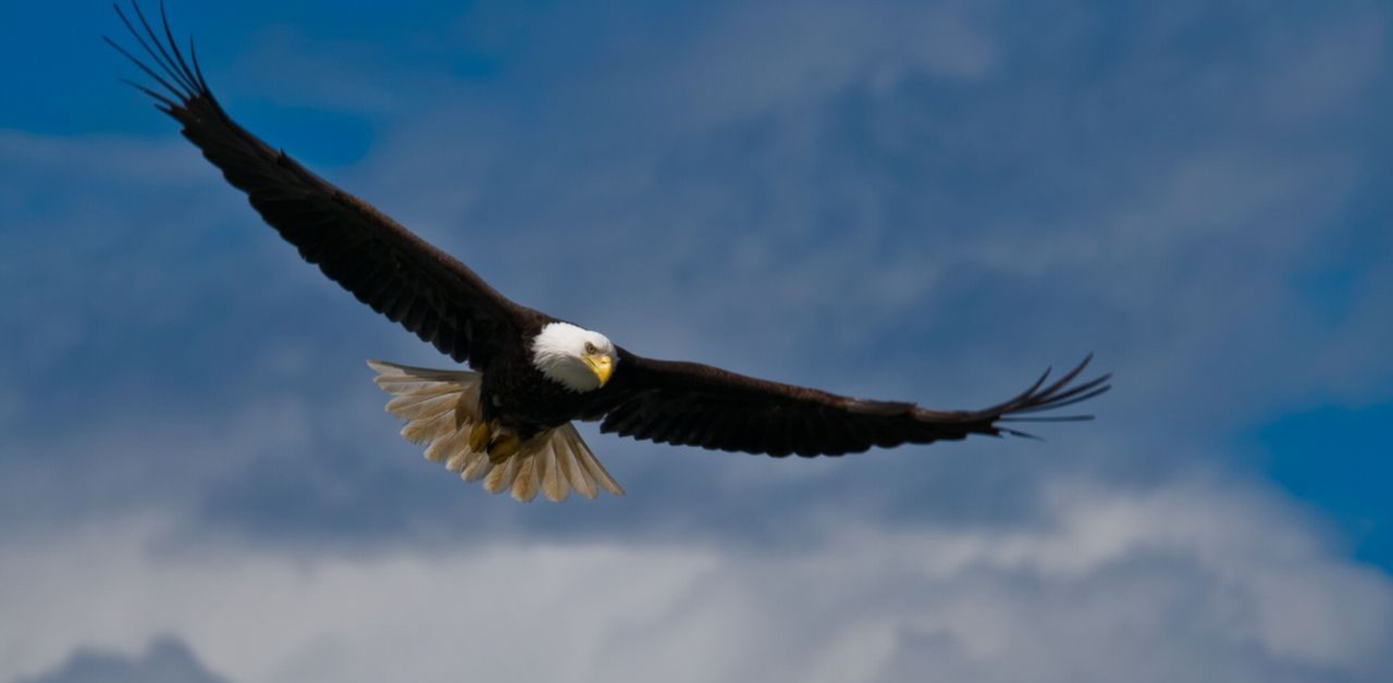 bald eagle soaring flying in blue sky